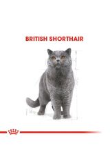British Shorthair Adult Kedi Kuru Maması 2 Kg