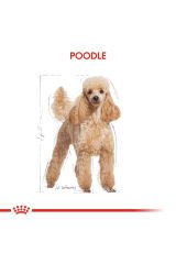 Poodle Yetişkin Kuru Köpek Maması 3kg