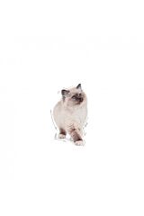 Kitten Jelly 85 Gr 12 Adet
