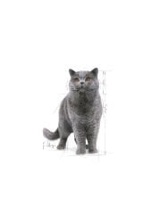 British Shorthair için Yaş Kedi Maması 12 x 85g