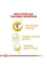 British Shorthair için Yaş Kedi Maması 12 x 85g