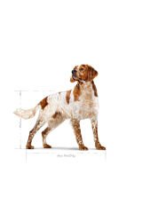 Medıum Adult Orta Irklar Için Yetişkin Kuru Köpek Maması 15 Kg