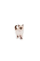 Kitten Yavru Kediler Için Kuru Kedi Maması 400g