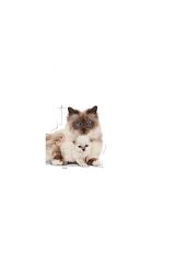 Mother&babycat Gebe/laktasyondaki Anne Ve Yavru Kedi Için Kedi Konservesi 195g