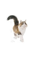 Instinctive Yaş Kedi Maması 12 x 85g