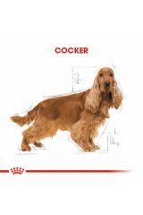 Cocker Spaniel Adult Yetişkin Köpek Maması 3 Kg