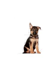 Büyük Irklar Için Yavru Kuru Köpek Maması 15kg