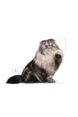 İran Kedisi Için Kuru Kedi Maması 2kg
