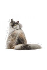 Hair&skin Tüy Ve Deri Sağlığı Için Kuru Kedi Maması 2kg